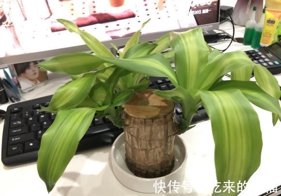 30块钱买到的小木桩，放在水里就长叶，养护简单，当成桌摆