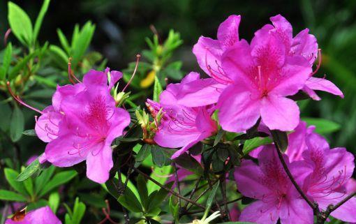 几款花卉便宜又好养,一盆千百朵,枝头花苞满