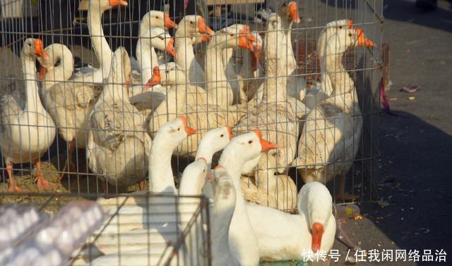 河北杰威农业发展白鹅全产业链唱响致富“易游娱乐城- YY易游体育官方网站- 易游体育APP向天歌”