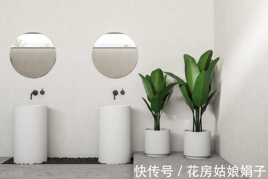 绿植|天热了,卫生间异味遮不住?养上一盆它,异味去无踪,为你解忧