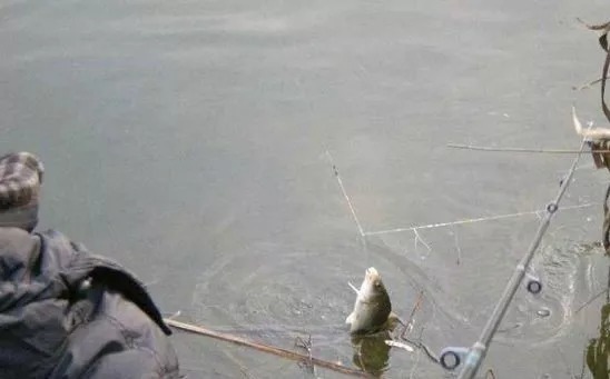 钓了30年鱼，才知晓这鲫鱼饵根本不用买，比蚯蚓还好用