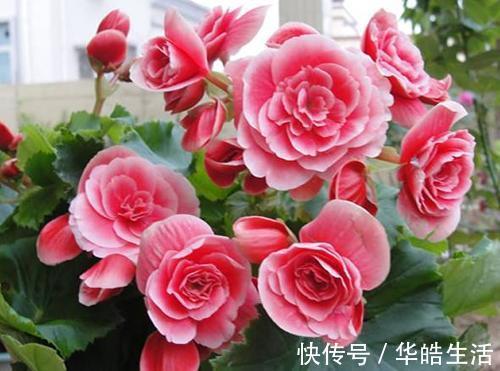 3种花是公认的难养，养花新手更是养一盆死一盆！