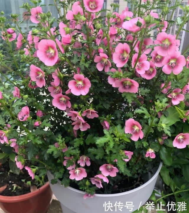 春天别光顾着施肥和浇水,8种花“见土生根”,趁着春季多繁殖