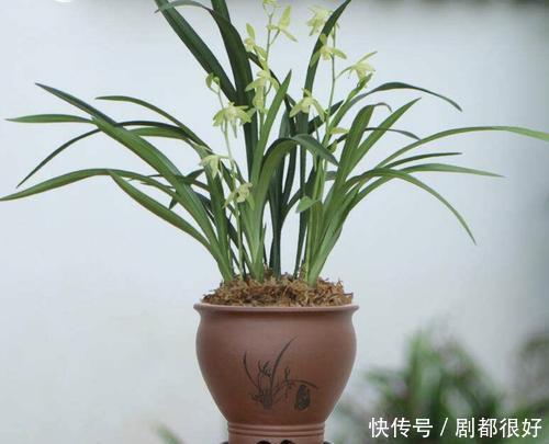  常见|6种常见的养花盆，最后一种养花长不好，新手慎用！