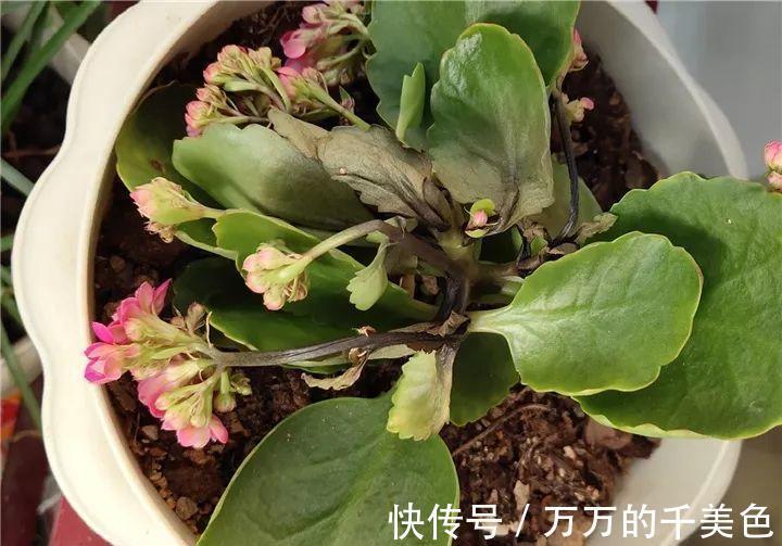 容易因多浇水而死的“10种花”，想要养好，管住手，少浇水