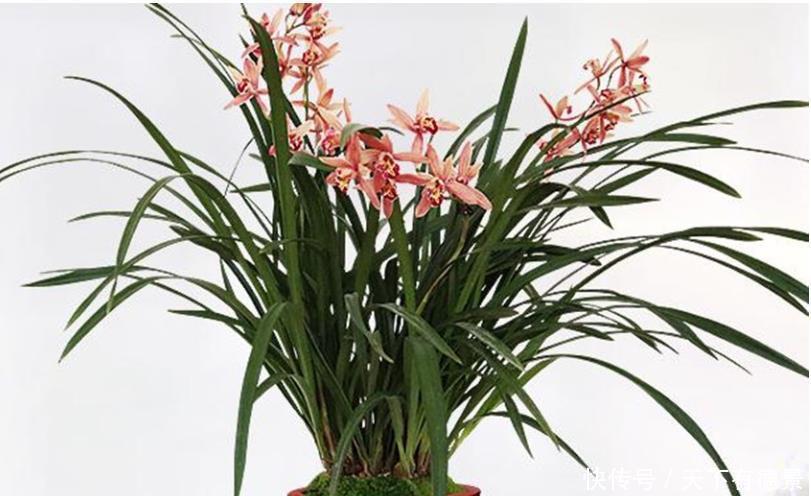 养君子兰和兰花三个错误不能犯,要了解清楚,不然长不好