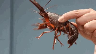 进食有度