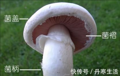 肝脏|肝病的“天敌”终于找到了, 早晚喝一杯, 排净肝毒, 肝越来越好