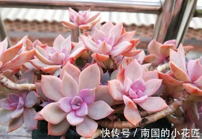 养多肉除了用陶粒垫底，我还用过其它7种东西，有一种很适合高盆