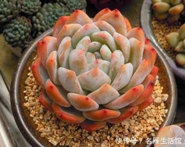 6种多肉植物,好养护颜值高,上色美长满盆,值得养一盆!