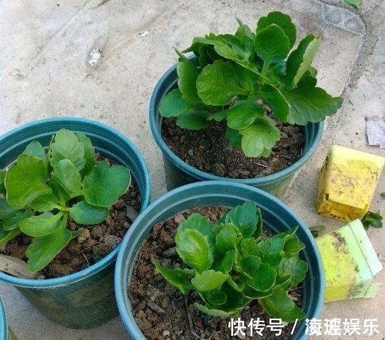 盆栽|这5种花叶子落地便生根,趁现在抓紧繁殖,一个月长成小盆栽