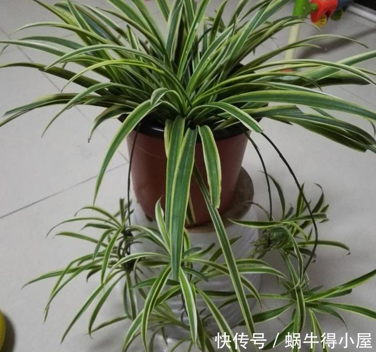 油绿|想让吊兰爆盆？容易！这么养护，叶子油绿养眼，年年疯长不停