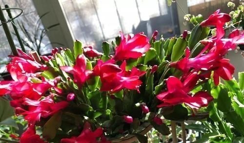 家家都有的1种水，用来浇花，连施肥都省了，养啥旺啥