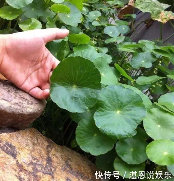 修剪|铜钱草“超爱”1种肥,半月浇1次,蹭蹭长爆盆,叶子比硬币大3倍