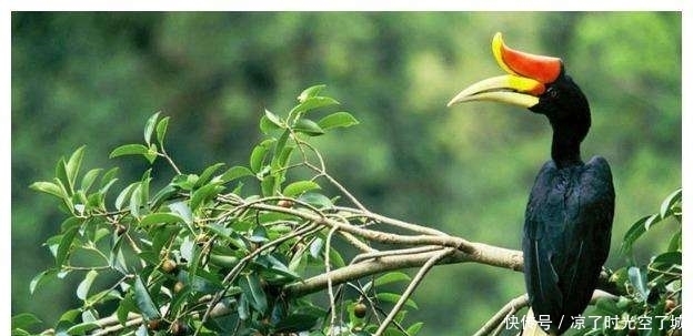 这种生长在西半球的树不能碰也不能砍,就算是看见它都要绕道走