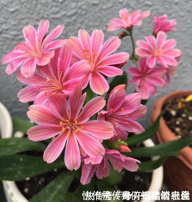 名字|被名字耽误的“三种花”,颜值高又皮实,放角落也能自己长