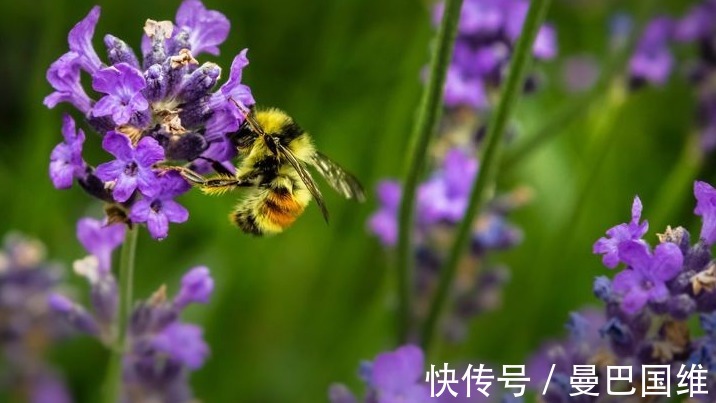 天人菊|6种公园常见的花，造型独特，开花美爆了