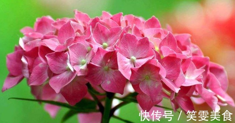 养花就养“清新”的,花团锦簇像极了绣球,花开缤纷多彩,美娇娘