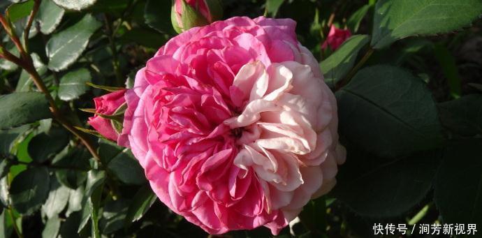 菊花|喜欢菊花，不如养盆“精品玫瑰”伯爵夫人，古典优雅，美不胜收！