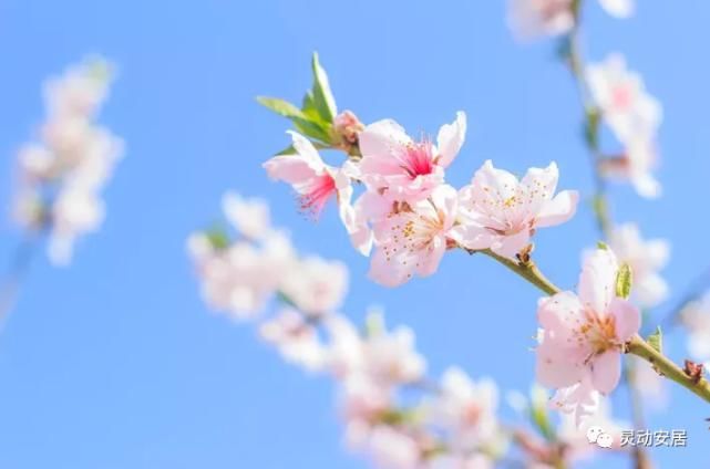 春天|安居春天最美的模样 都藏在这些花海里！