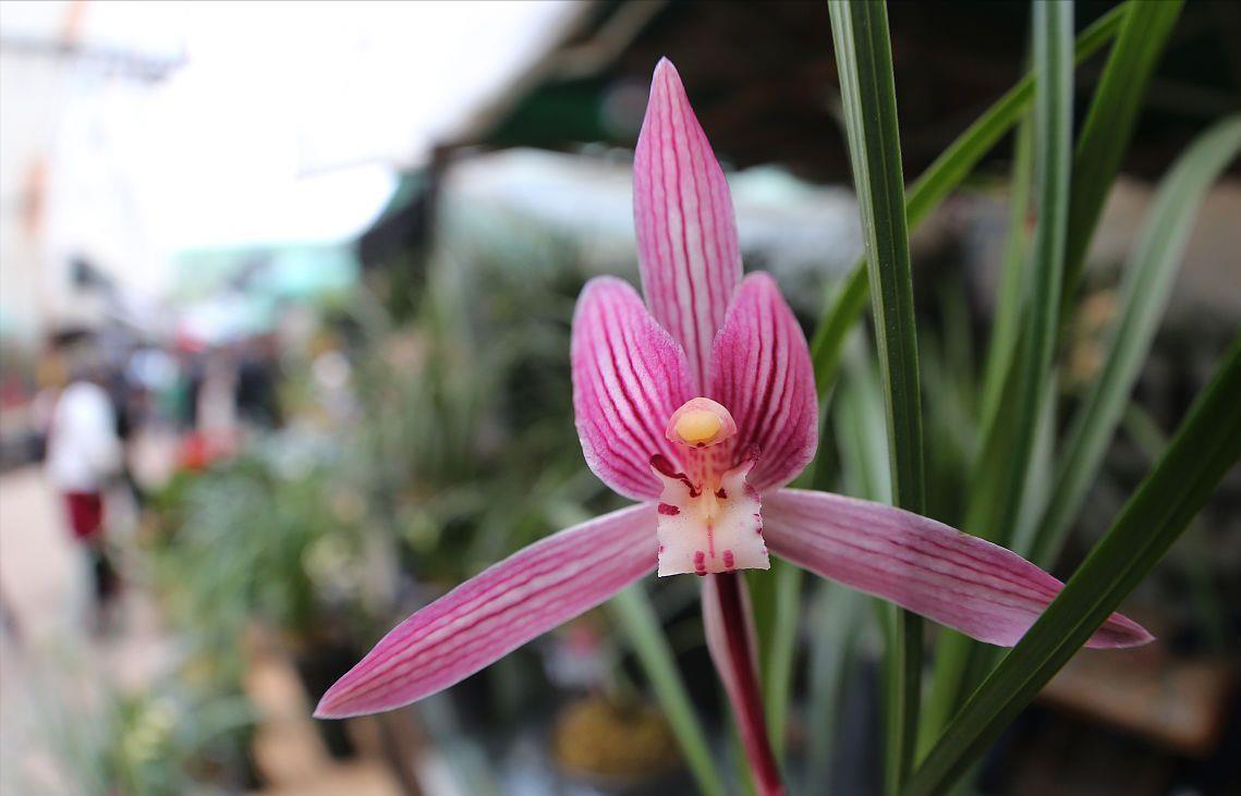 养护|养兰花，3处“细节”做到位，枝叶常青，花香更持久