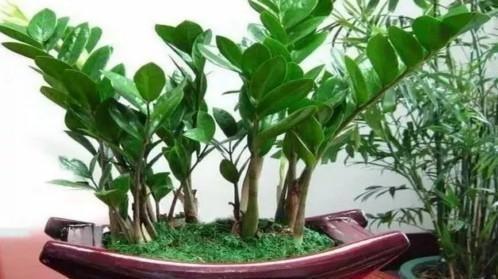 “金钱树”长得快,就靠这4招,片片“金钱叶”,蹭蹭猛长个!