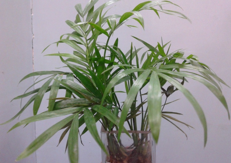 绿植|家家养绿萝，腻味！不如养这3种，好活、颜值高、净化效果不错