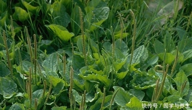 小小一味草药,竟可以除湿气、降肝火、止便秘现在知道还不迟