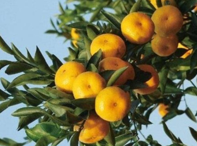 正月二十五,家里不可错过的4种“财运花”,寓意牛年顺风顺水!