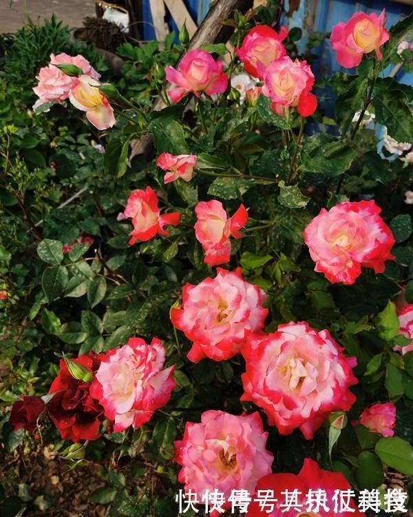 满屋|3种“香水”月季,适合阳台盆栽,花开一朵,满屋飘香