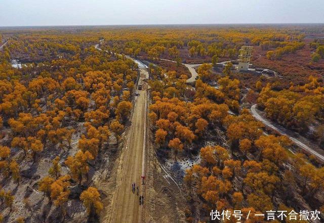 塔克拉玛干沙漠|中国在塔克拉玛干沙漠，投资上亿种下胡杨林，现在却成这般模样！