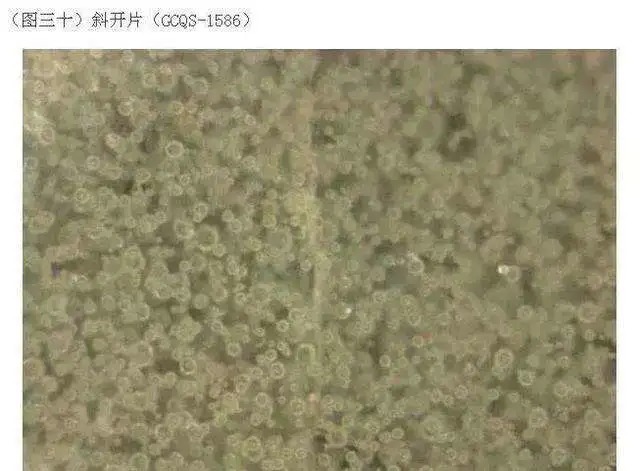 官窑|马未都:告诉你宋官窑鉴定六大要素,分析得真透彻