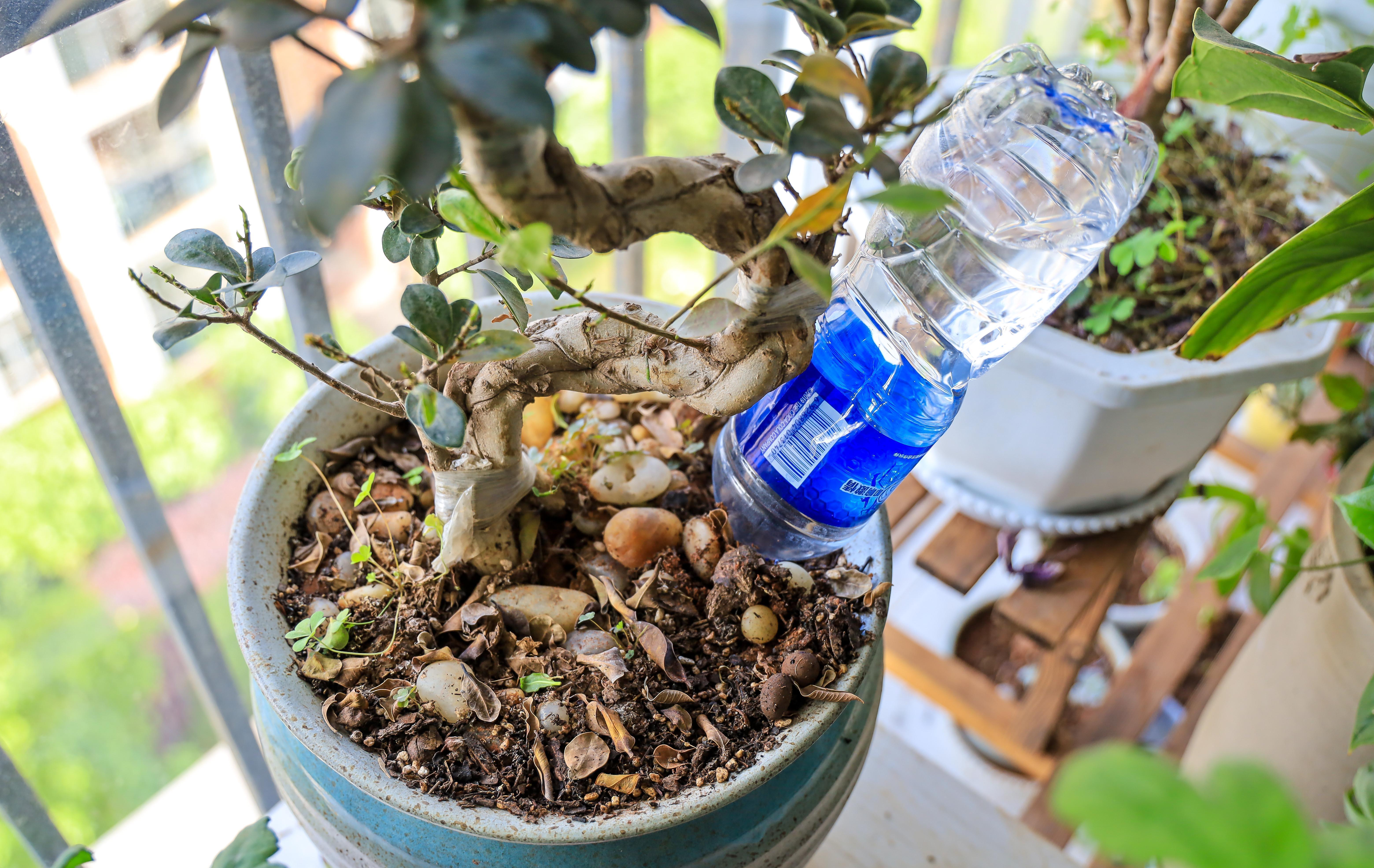 养花懒,出远门,没人浇水怎么办,妙招学起来