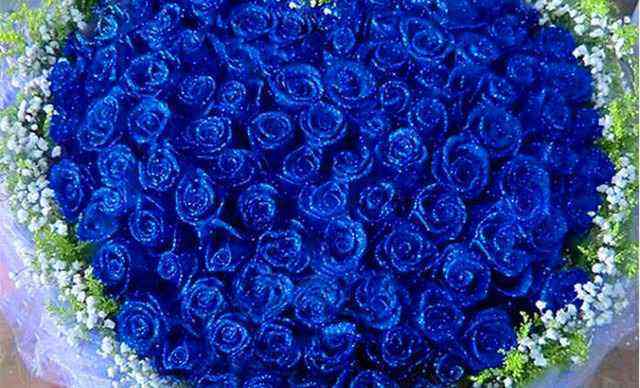 喜欢玫瑰，不如养盆“精品玫瑰”蓝色妖姬，象征纯洁爱情，真美艳