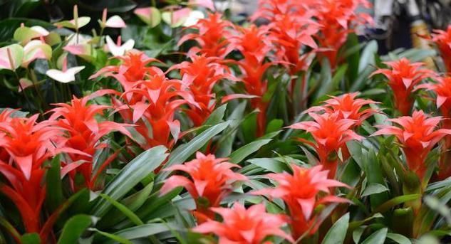 发财树|客厅养花就选此5种，不但好养易活，而且大气耐看还旺财