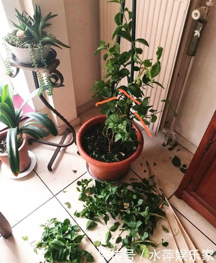 枝条|这3种花现在修剪,下个月花苞满头,今年能开5、6次