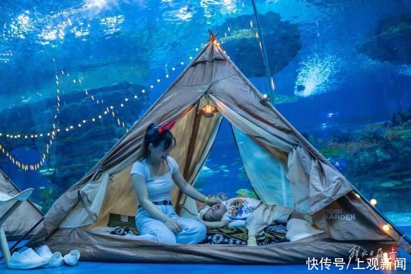 海昌|搭帐篷与海洋动物一起入眠……上海海昌海洋公园开启“夜游”模式