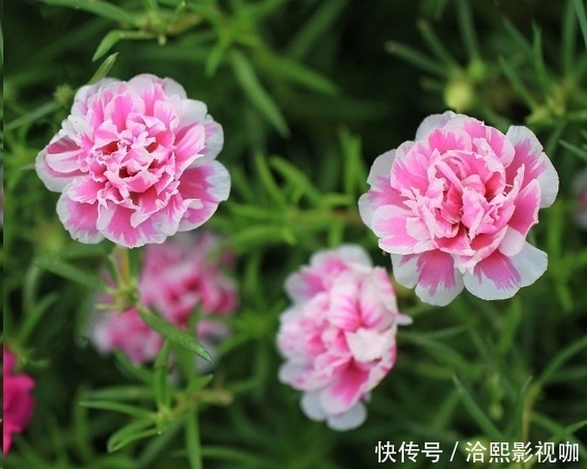 几种花最适合懒人养，勤快人养不过三个月就死！