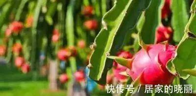 雪梨|广东老妈爆出14款水果靓汤秘方，祛湿养颜又爽口！