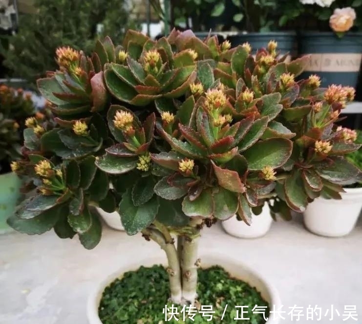 长寿花有“4喜”和“3怕”,冬天养护尤其要注意