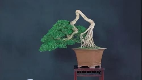 简单的4个方法，就能培养出深受人们喜爱的提根式盆景，一学就会