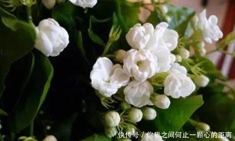 香气|这几种自带香气的花，家里种上一盆，就能让家里花香扑鼻