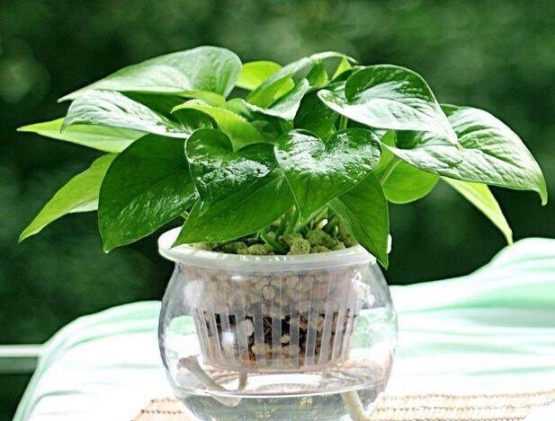 发酵|原来“它”比神水更厉害,用来养绿萝,就像喝了打鸡血停不下来