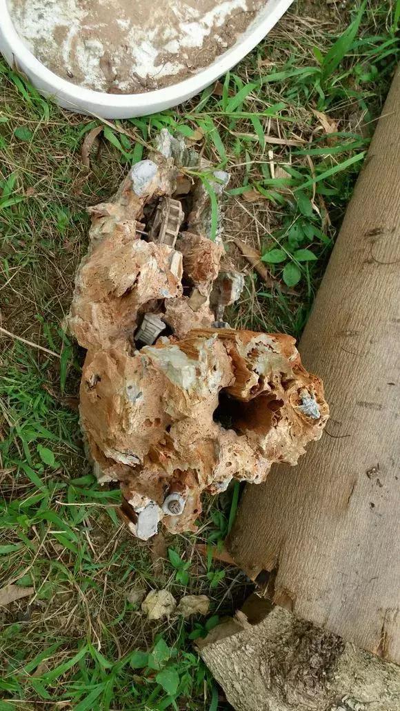 花市|垃圾桶里一堆“贵货”花,丢人也要捡,带回家就开花