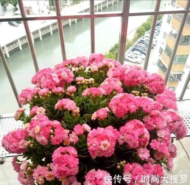 养长寿花,用这法,1年就能成老桩,开满五色花,独特又吉祥