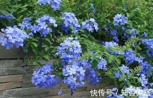 知晓|家里光照不足,四种花很难开花,养护要知晓