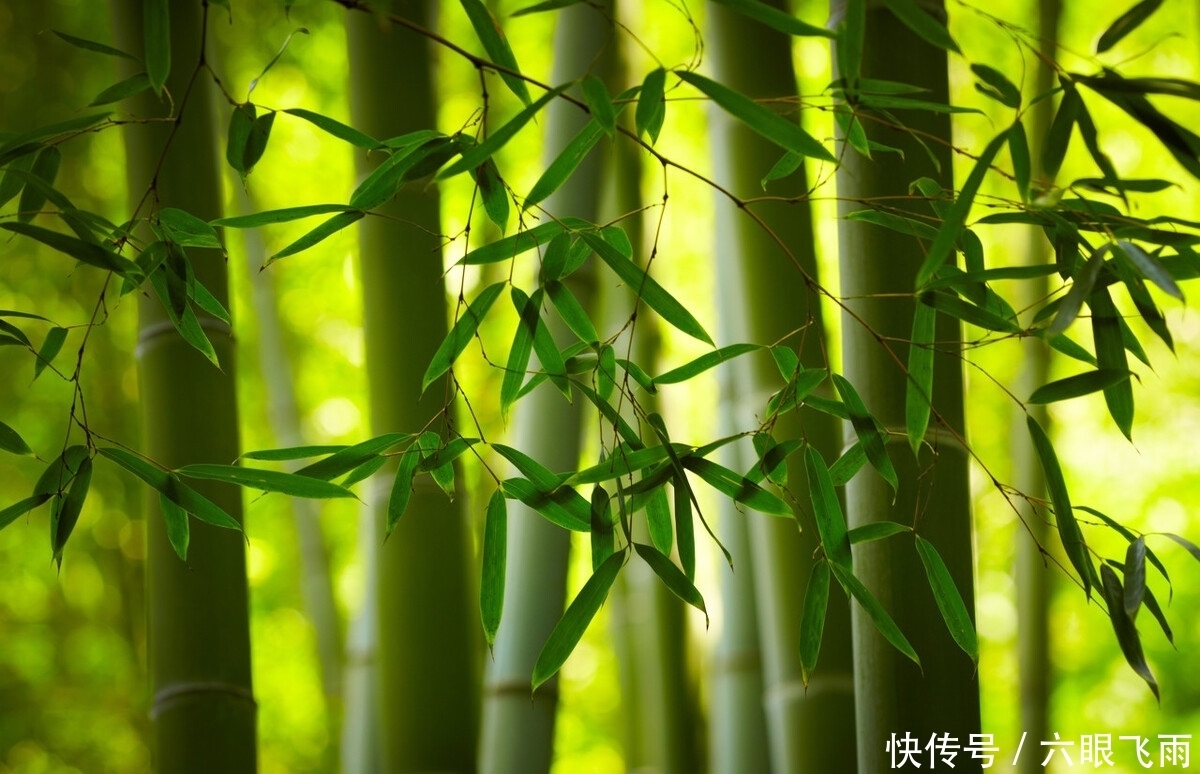 竹叶|一曲清商，故园几度，竹摇清影罩幽窗，两两时禽噪夕阳