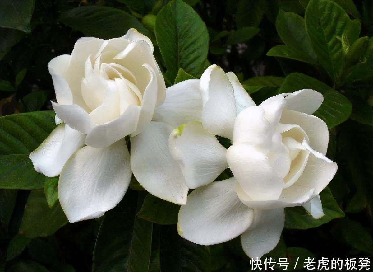 盆栽|栀子花花期要到了,做好3点,花苞多,花朵大又香