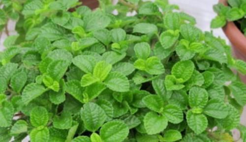 阳台上|3种花养家里,福旺运旺财更旺,高大上档次,叶子油绿