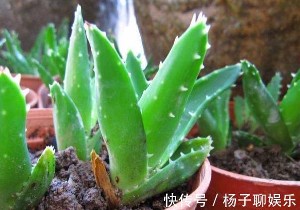 舒适|卫生间''除异味''大招放置3种绿植除臭,居家环境更舒适